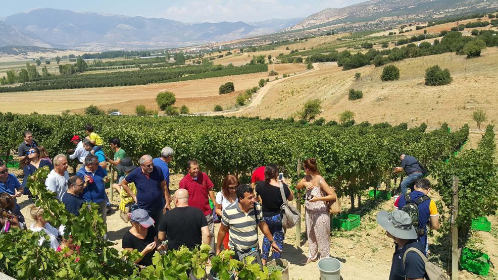 İlkbahar sıcak geçti, bağ bozumu erken başladı