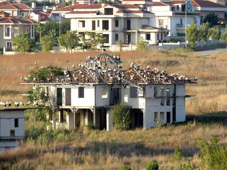 İstanbulun taşı toprağı leylek oldu