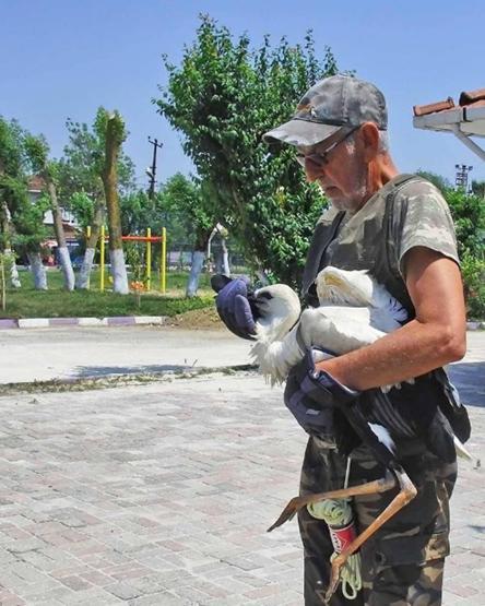 İstanbulun taşı toprağı leylek oldu