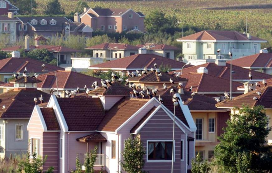 İstanbulun taşı toprağı leylek oldu