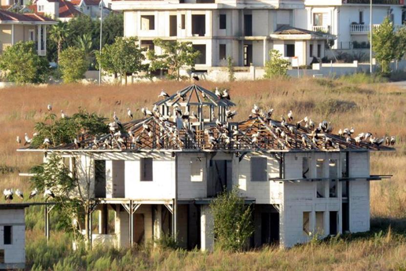 İstanbulun taşı toprağı leylek oldu