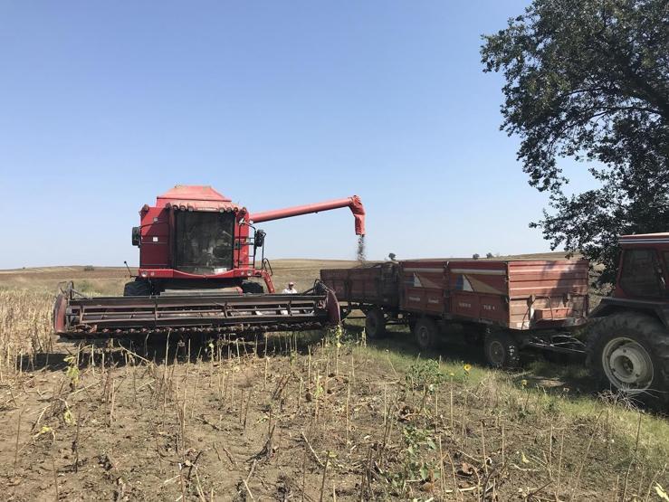 Trakya’nın “Sarı Gelini”nde hasat başladı