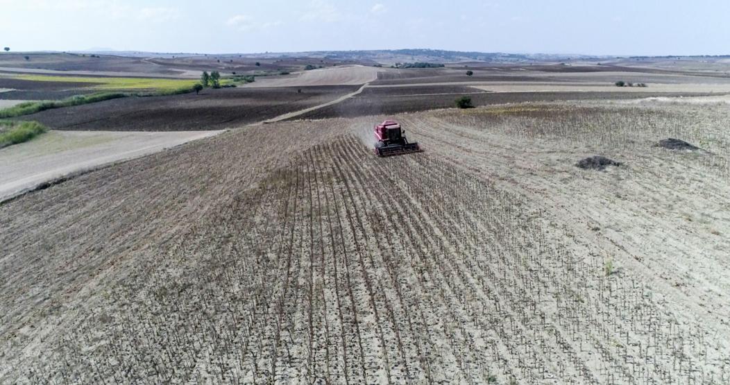 Trakya’nın “Sarı Gelini”nde hasat başladı