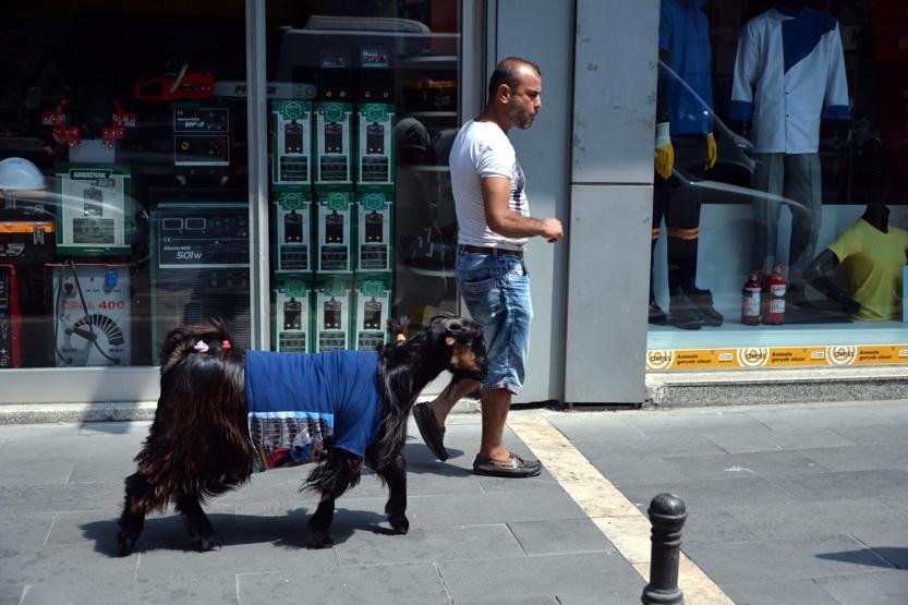Kurbanda kes dediler dinlemedi... İşte Adananın Nazlısı...