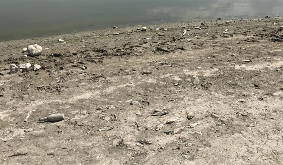 Denizlide baraj gölünde balık ölümleri