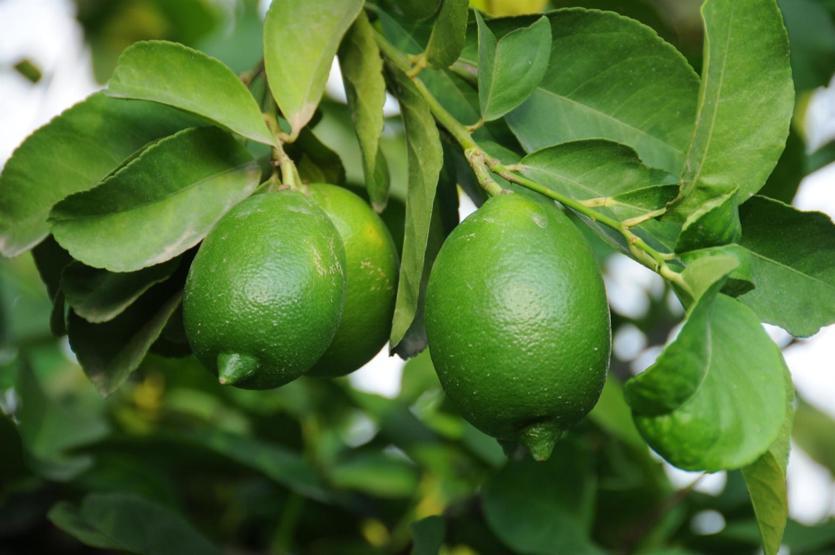 Limon fiyatları 2,5 TLye kadar düşecek