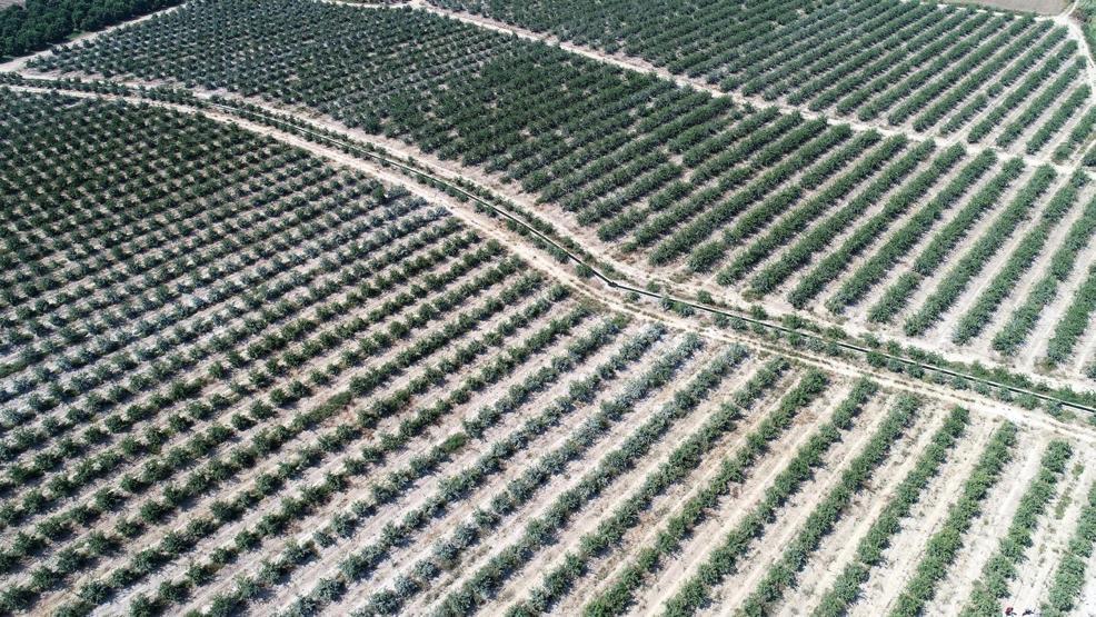 Limon fiyatları 2,5 TLye kadar düşecek