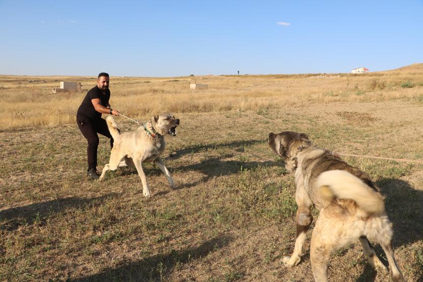 K-9’ların yerini Kangal alıyor