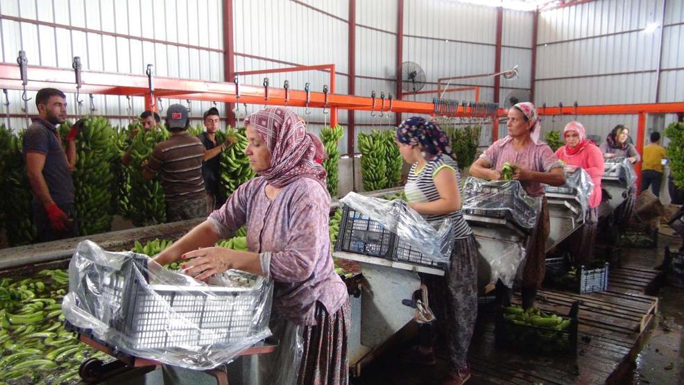 Türkiye’nin 400 bin ton muz açığını Silifke kapatacak