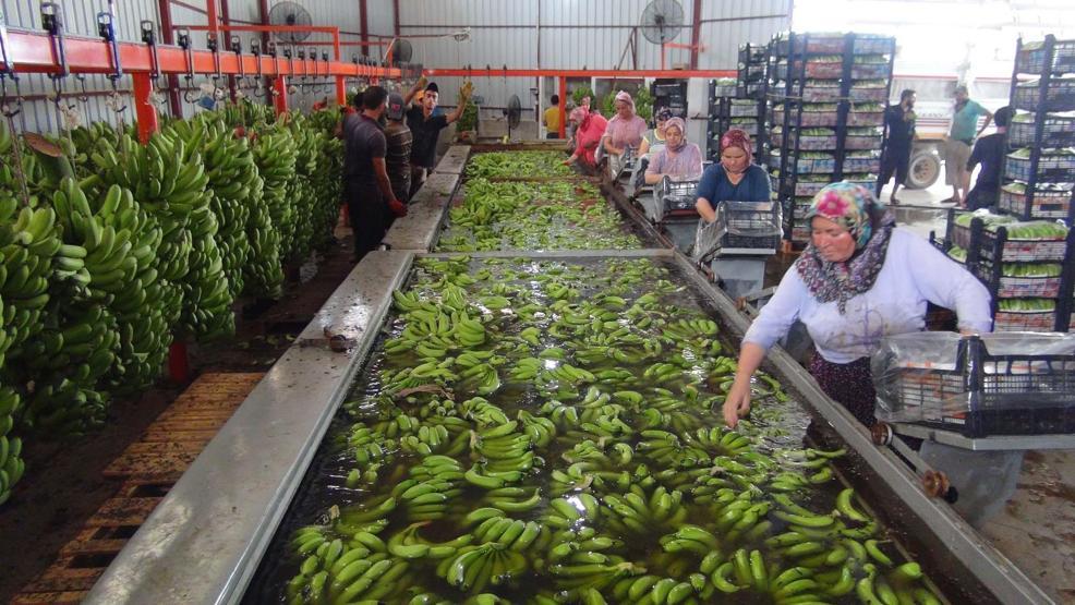 Türkiye’nin 400 bin ton muz açığını Silifke kapatacak