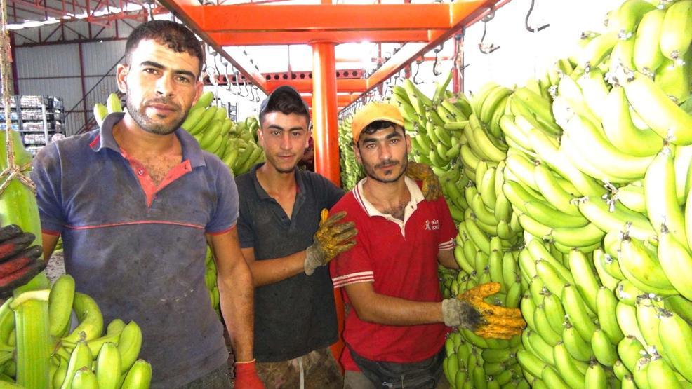 Türkiye’nin 400 bin ton muz açığını Silifke kapatacak