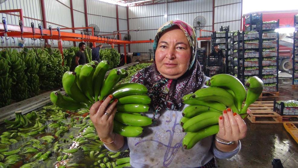 Türkiye’nin 400 bin ton muz açığını Silifke kapatacak