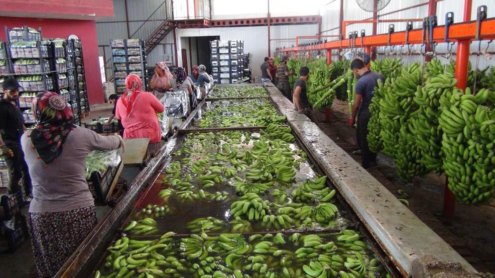 Türkiye’nin 400 bin ton muz açığını Silifke kapatacak