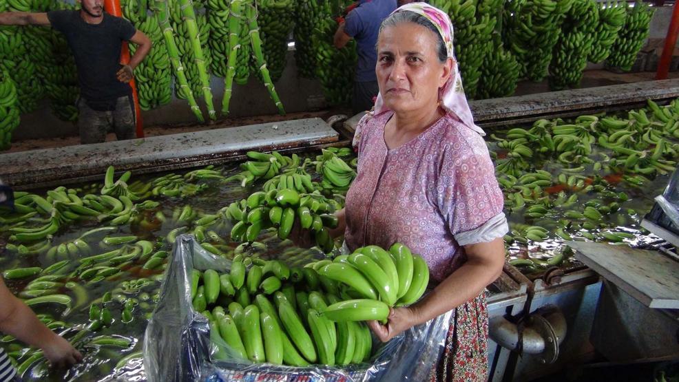 Türkiye’nin 400 bin ton muz açığını Silifke kapatacak