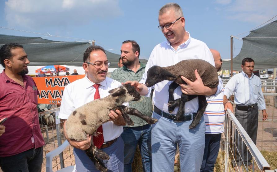 Karacabeyde açık artırma: Bu koç 15 bin TLye satıldı