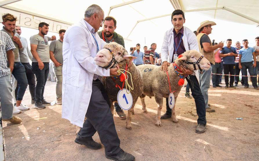 Karacabeyde açık artırma: Bu koç 15 bin TLye satıldı