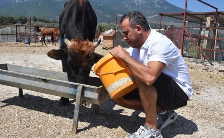Yüzen boğa Ferdinand, Avrupa basınında