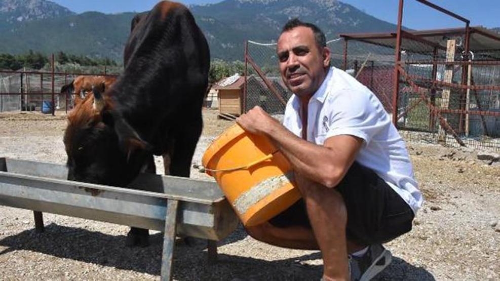 Yüzen boğa Ferdinand, Avrupa basınında