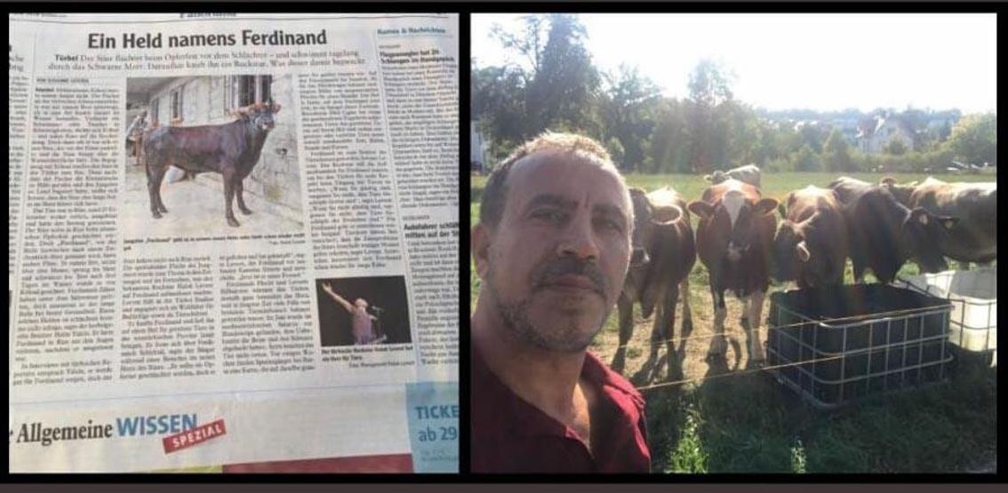 Yüzen boğa Ferdinand, Avrupa basınında