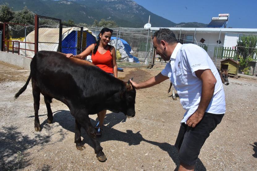 Yüzen boğa Ferdinand, Avrupa basınında