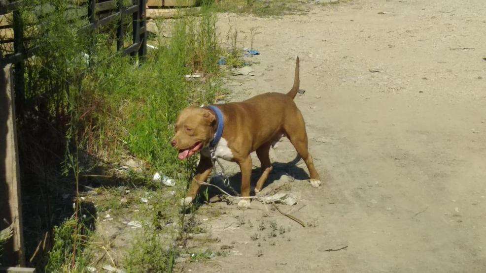 İnegölde pitbull paniği