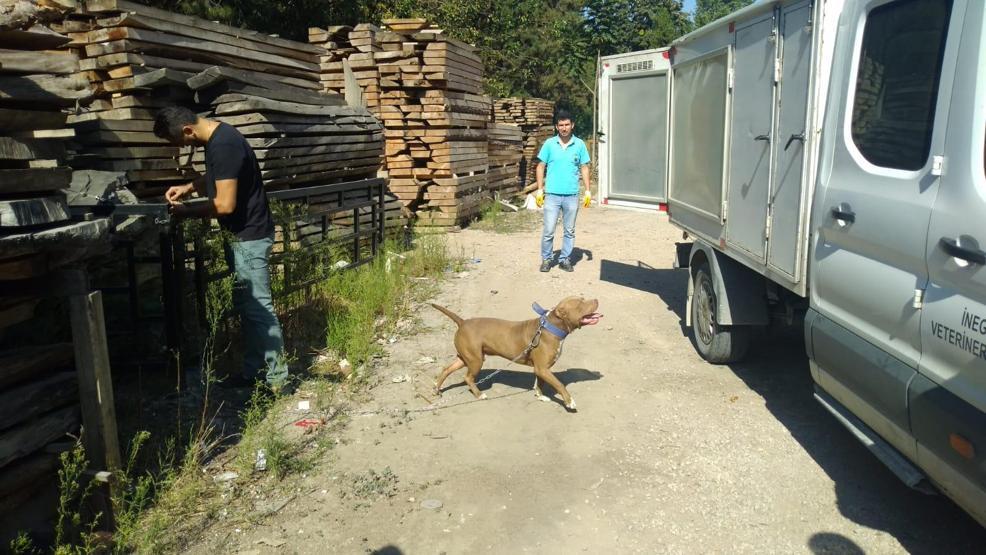 İnegölde pitbull paniği