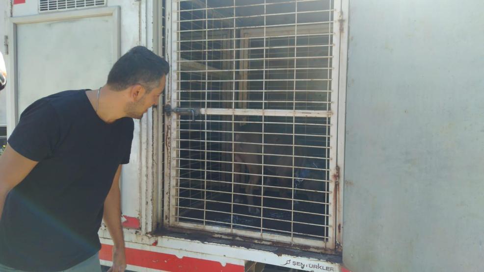 İnegölde pitbull paniği