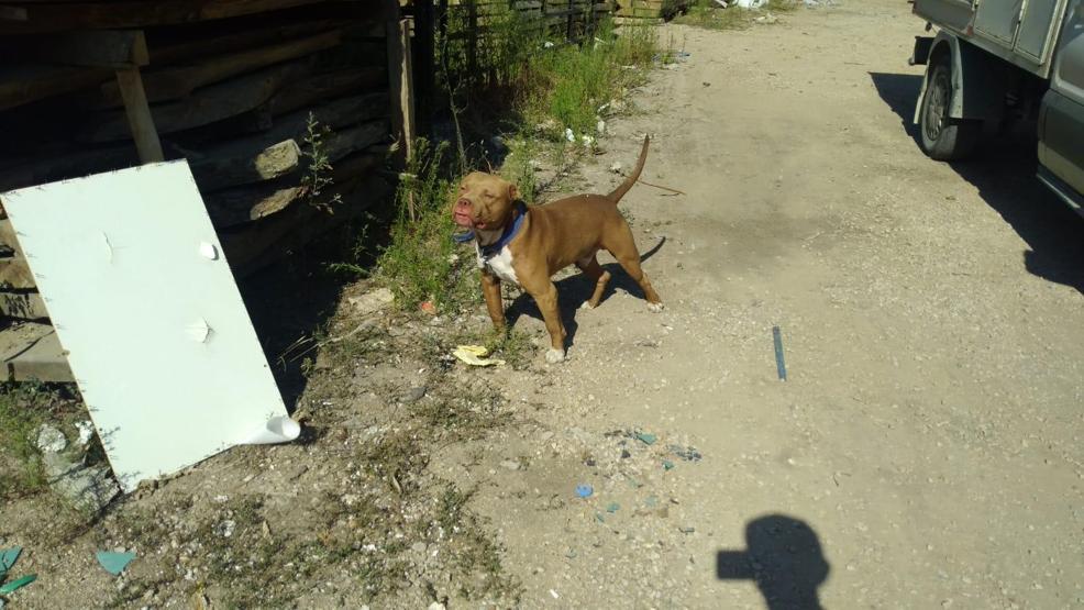 İnegölde pitbull paniği