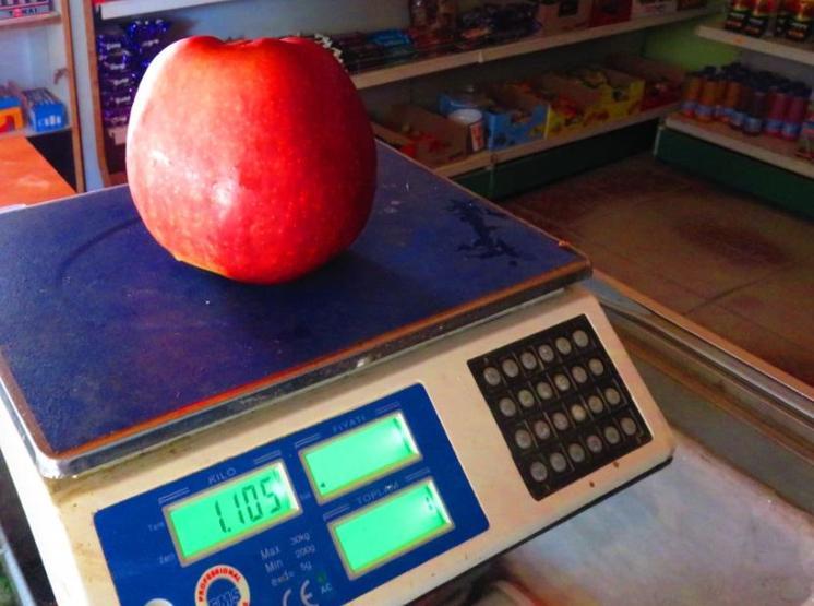 Bayramiçte yetişen 1 kilo 105 gramlık elma şaşırttı