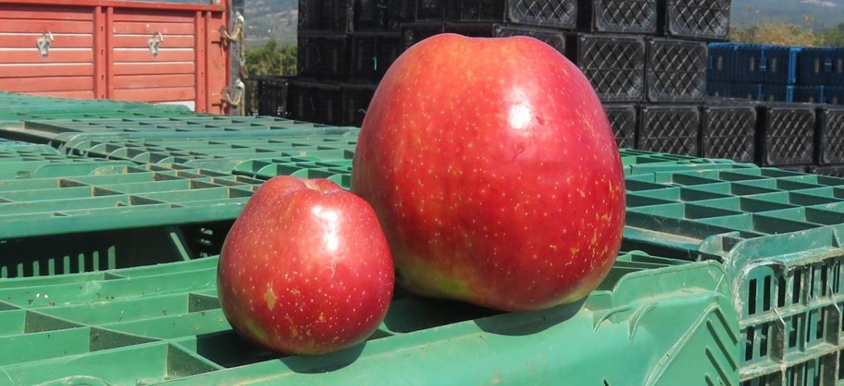 Bayramiçte yetişen 1 kilo 105 gramlık elma şaşırttı