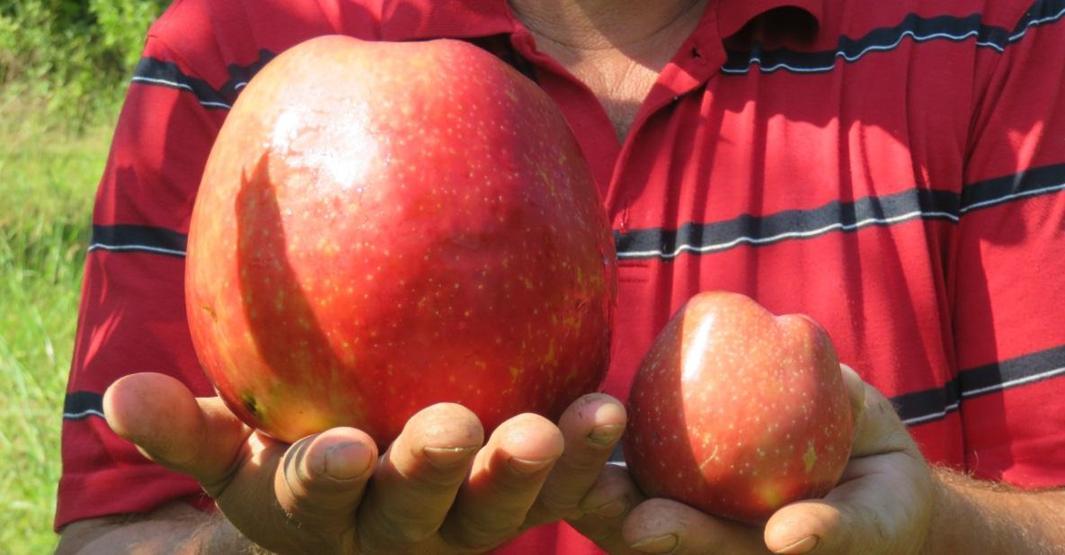 Bayramiçte yetişen 1 kilo 105 gramlık elma şaşırttı