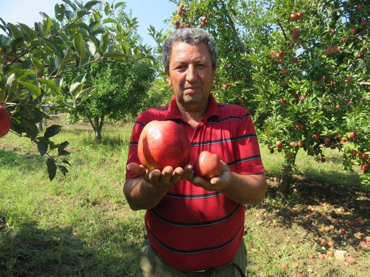 Bayramiçte yetişen 1 kilo 105 gramlık elma şaşırttı