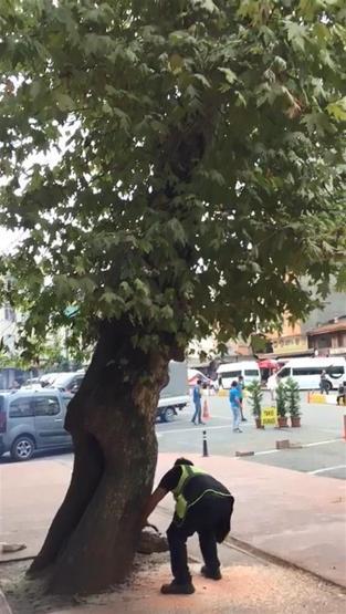 Rizede asırlık çınarın kesilmesine tepki