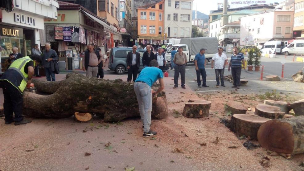 Rizede asırlık çınarın kesilmesine tepki