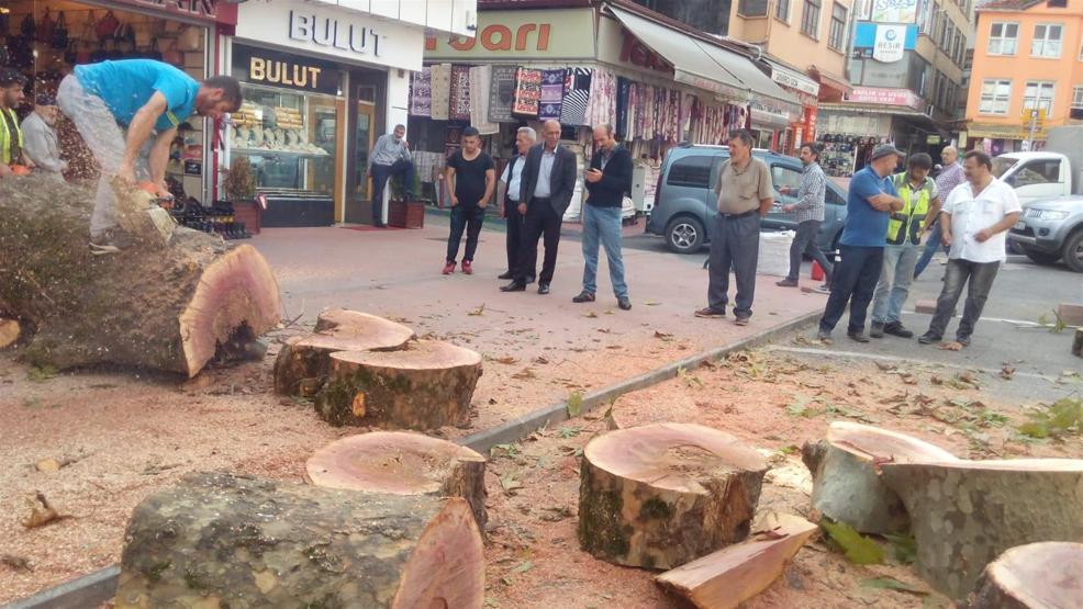 Rizede asırlık çınarın kesilmesine tepki