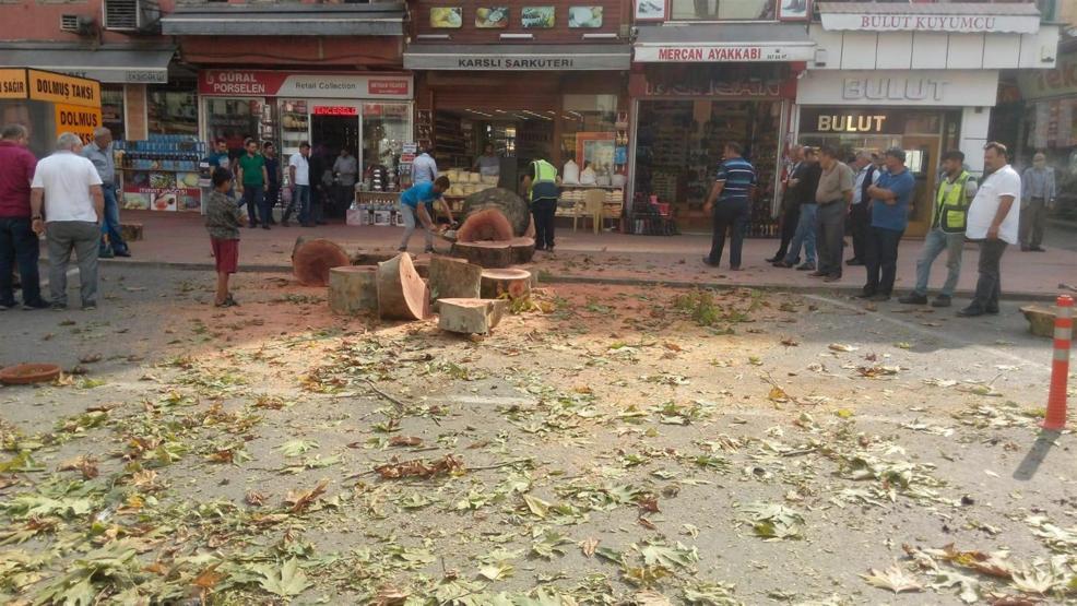 Rizede asırlık çınarın kesilmesine tepki
