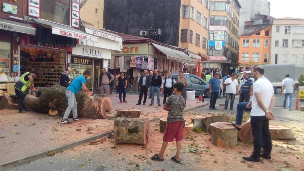 Rizede asırlık çınarın kesilmesine tepki