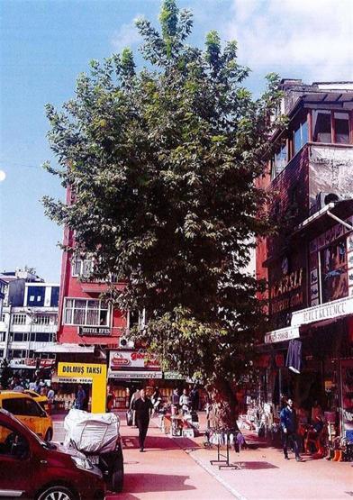 Rizede asırlık çınarın kesilmesine tepki