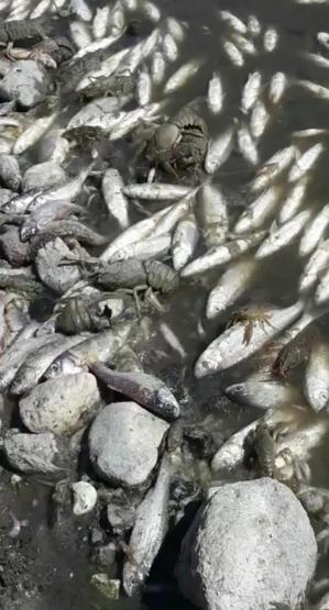 Porsuk Barajında yüzlerce balık kıyıya vurdu
