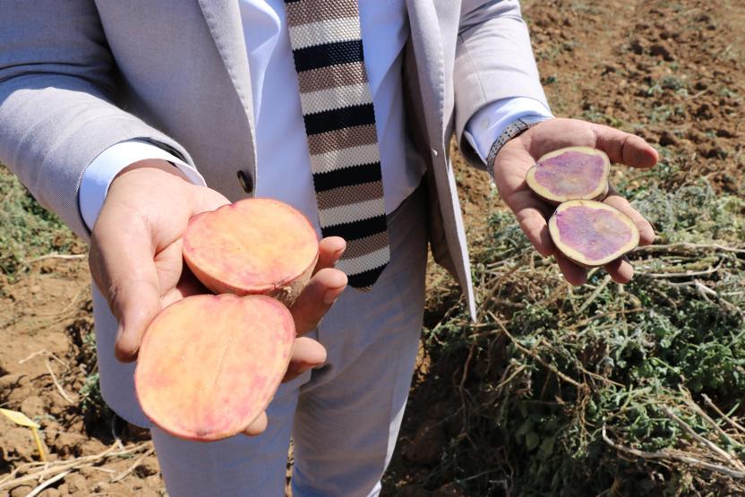 İlk yerli, milli ve renkli patates