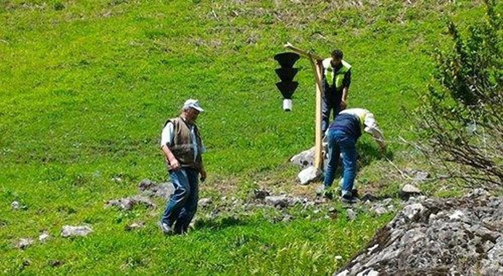 Ladin çamları kurumaya başlamıştı, nedeni belli oldu