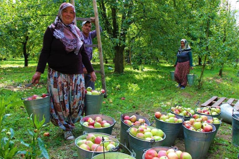 Amasyalılar 2 bin yıldır elma yetiştiriyor