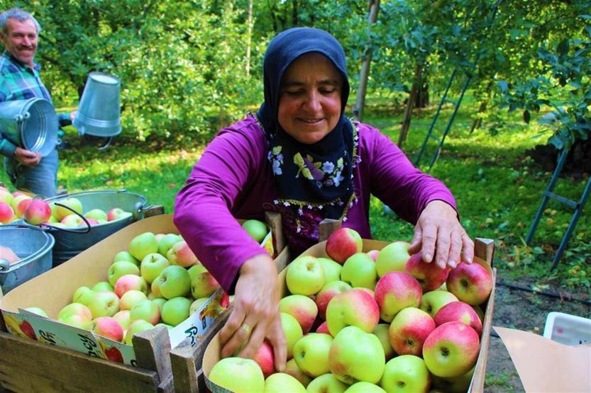 Amasyalılar 2 bin yıldır elma yetiştiriyor