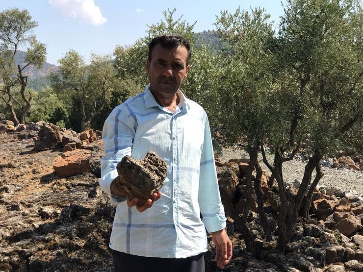 Deli zeytini akıllı yaptılar