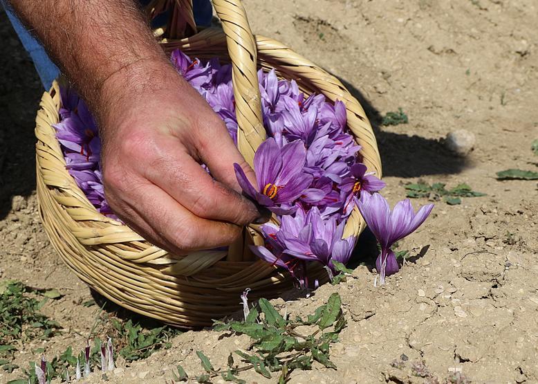 Mucize bitkide erken hasat: Kilosu 30 bin TL