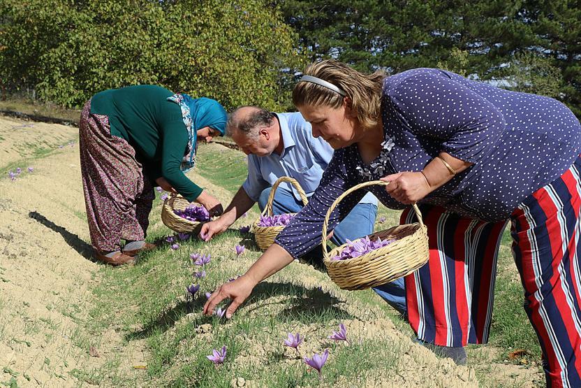 Mucize bitkide erken hasat: Kilosu 30 bin TL