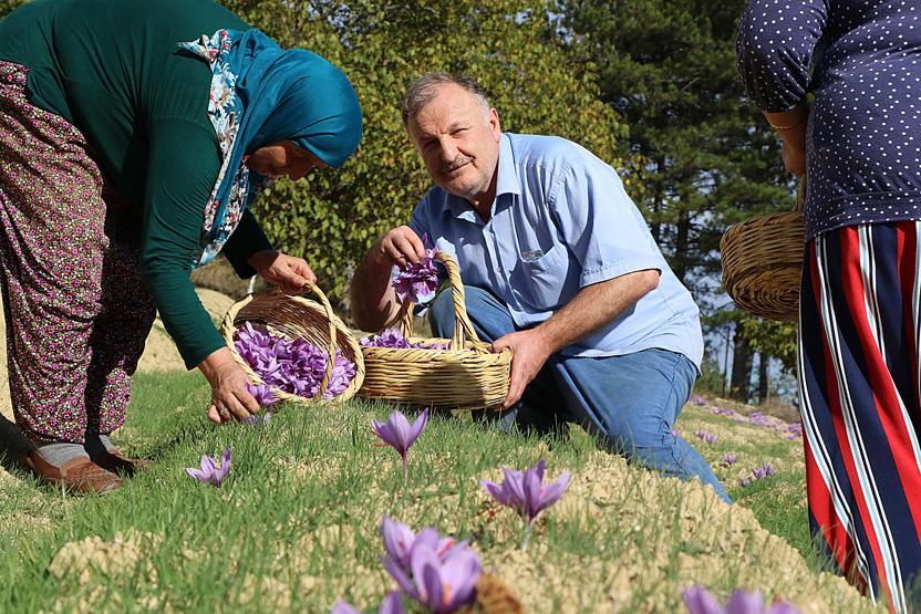 Mucize bitkide erken hasat: Kilosu 30 bin TL