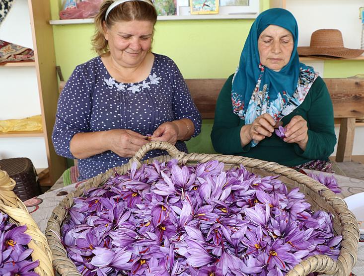 Mucize bitkide erken hasat: Kilosu 30 bin TL
