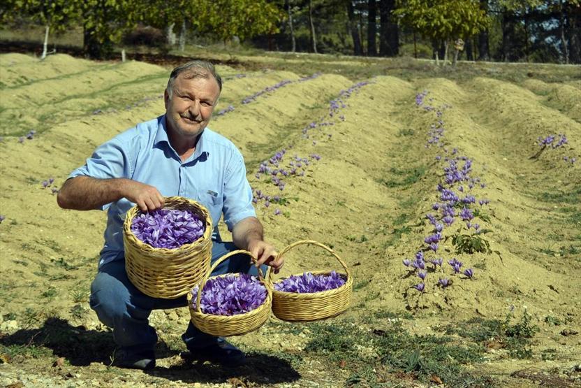 Mucize bitki safranda erken hasat