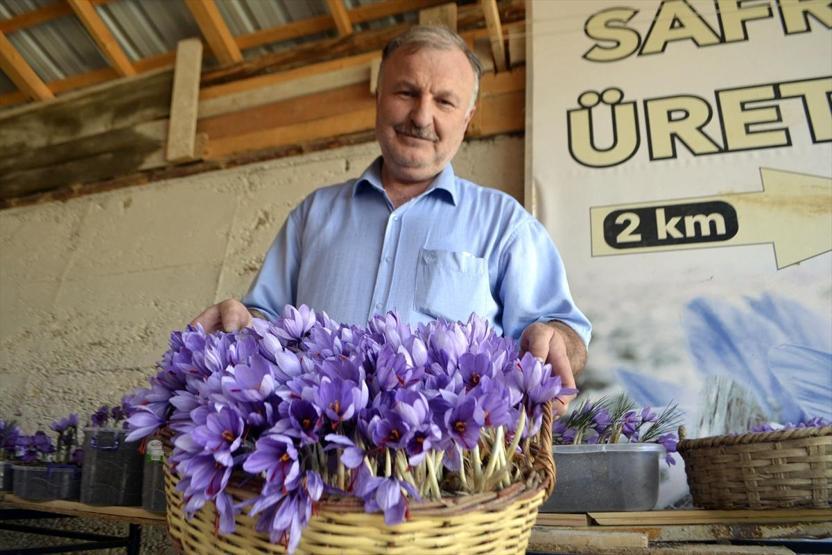 Mucize bitki safranda erken hasat